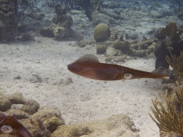 IMG 4171 Caribbean Reef Squid